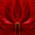 Red Anthurium - Signed Edition Art Print